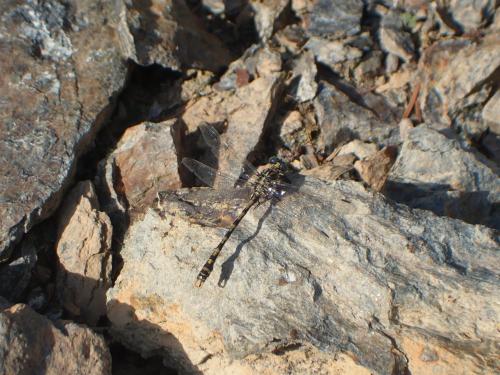 Onychogomphus uncatus
